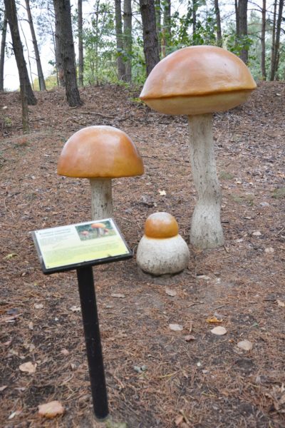 Park grzybowy w miejscowości Piłka w gminie Drawsko.